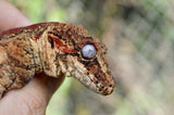 Orange Striped Gargoyle Gecko