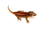 Red Striped Gargoyle Gecko (Pennywise offspring)