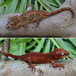 Red Striped Gargoyle Gecko