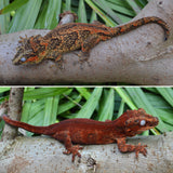 Red Striped Gargoyle Gecko