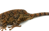 Adult Gargoyle Gecko (Pet Only)