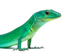 Green Keel Bellied Lizard (Gastropholis prasina)