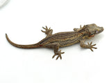 Striped Gargoyle Gecko
