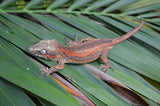 Orange Striped Gargoyle Gecko (Vanilla Ice offspring)