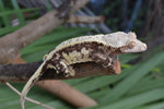 Drippy Harlequin Pinstripe Crested Gecko (Gravid?)