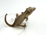 Striped Gargoyle Gecko