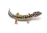 Gem Snow Bold Stripe Leopard Gecko