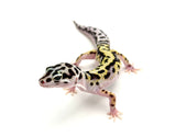 Gem Snow Bold Stripe Leopard Gecko