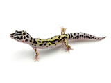 Gem Snow Bold Stripe Leopard Gecko