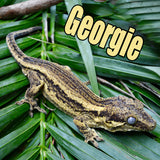 Gargoyle Gecko Mystery Box