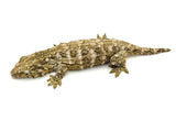 Juvenile Giant Gecko (Monster offspring)