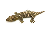 GTX Giant Gecko