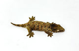 Baby Pink Blotch Giant Gecko (Monster offspring)