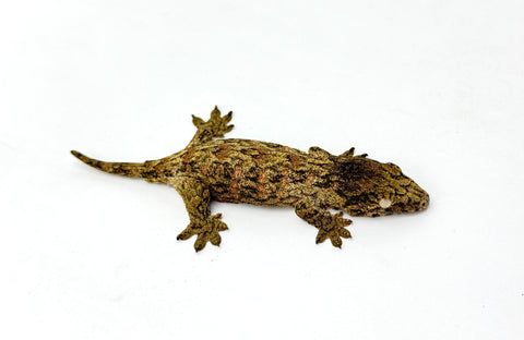 Baby Pink Blotch Giant Gecko (Monster offspring)