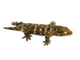 Nuu Ana x Nuu Ami Giant Gecko