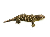 GTX Giant Gecko