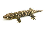 GTX Giant Gecko