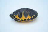 Golden Flame Red Belly Turtle