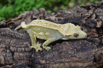 Dark and Cream Pinstripe Crested Gecko (FIRES DOWN GREEN)