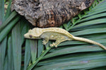 Dark and Cream Pinstripe Crested Gecko (FIRES DOWN GREEN)