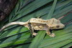 Dark and Cream Pinstripe Crested Gecko (FIRES DOWN GREEN)