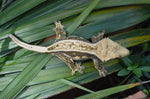 Dark and Cream Pinstripe Crested Gecko (FIRES DOWN GREEN)