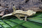 Dark and Cream Pinstripe Crested Gecko (FIRES DOWN GREEN)