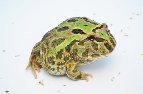 4" Green Pacman Frog (BIG)