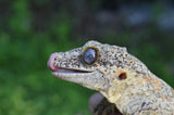 BREEDING PAIR of Orange Blotched Gargoyle Geckos