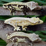 High White Harlequin Crested Gecko