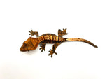 Halloween Harlequin Crested Gecko
