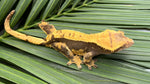 Dark & Orange Harlequin Crested Gecko