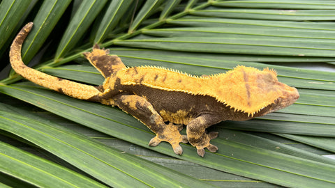 Dark & Orange Harlequin Crested Gecko