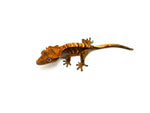 Halloween Harlequin Crested Gecko