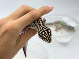 HALLOWEEN MASK Leopard Gecko PAIR