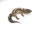 HALLOWEEN MASK Leopard Gecko PAIR