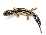 HALLOWEEN MASK Leopard Gecko PAIR