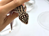 HALLOWEEN MASK Leopard Gecko PAIR