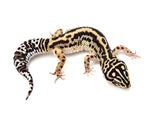HALLOWEEN MASK Leopard Gecko PAIR