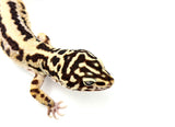 HALLOWEEN MASK Leopard Gecko PAIR