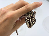 HALLOWEEN MASK Leopard Gecko PAIR