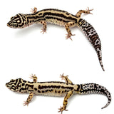 HALLOWEEN MASK Leopard Gecko PAIR