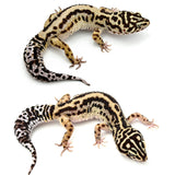 HALLOWEEN MASK Leopard Gecko PAIR