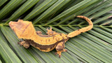 Dark & Orange Harlequin Crested Gecko