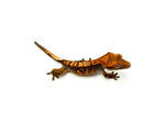Halloween Harlequin Crested Gecko