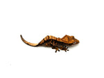 Halloween Harlequin Crested Gecko