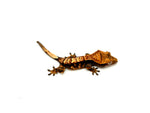 Halloween Harlequin Crested Gecko