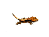 Halloween Harlequin Crested Gecko