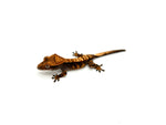 Halloween Harlequin Crested Gecko