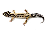 HALLOWEEN MASK Leopard Gecko PAIR